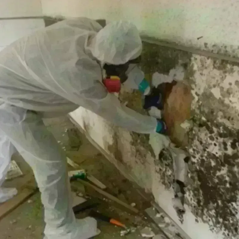 Best Mold Remediation and Removal Service in McLennan County, TX